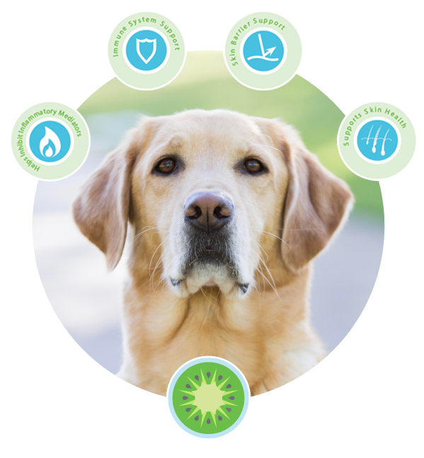Is Dermaquin right for my pet?
